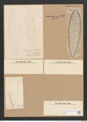 Surirella saxonica Auersw. (de-Toni-Nr.: Genus 53, Species 2217) Zeichnungen Sammlung Grunow Nr. 4632 (NHMW-BOT-W0372685)
